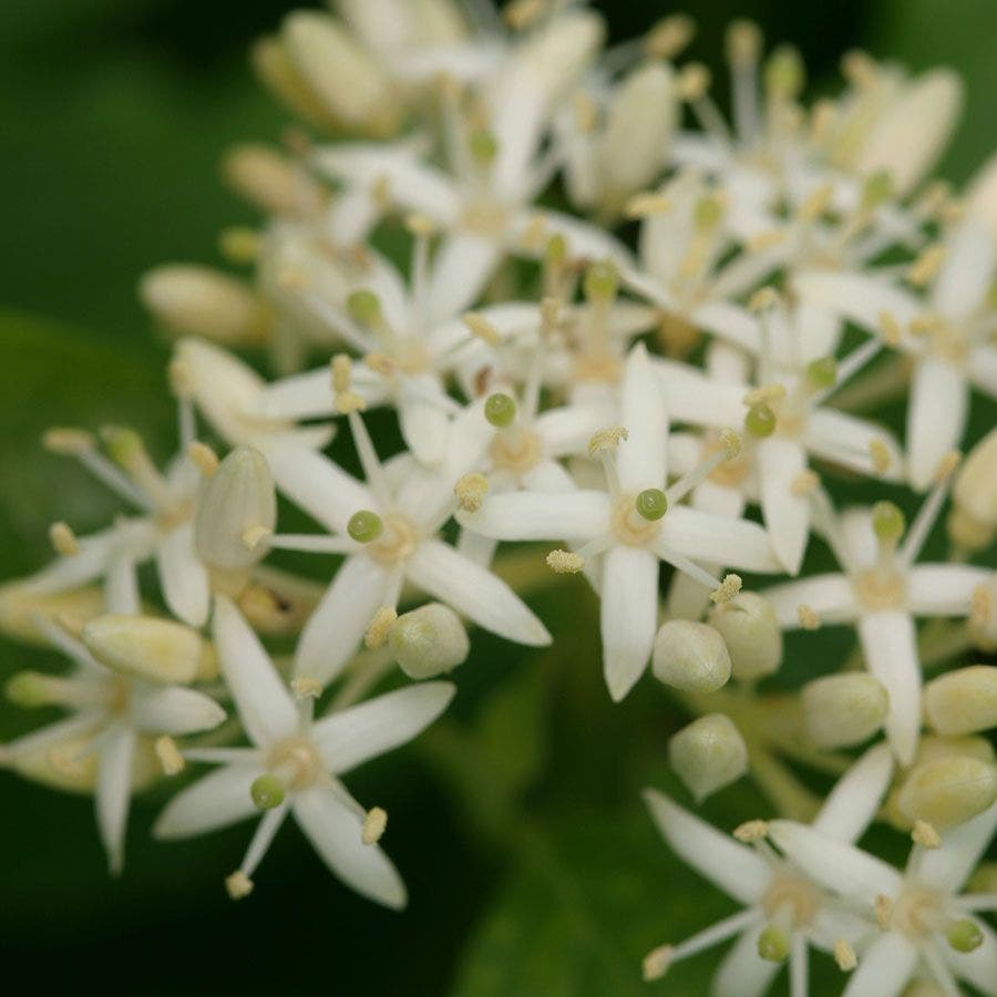 Cornus Arctic Sun®