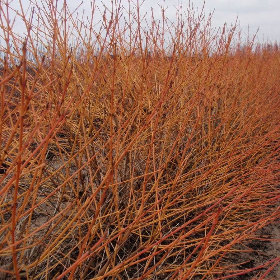 Cornus Arctic Sun®