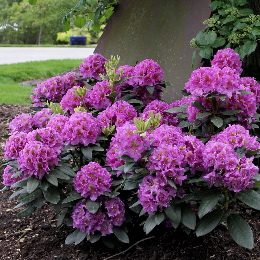 Rhododendron Dandy Man® Purple