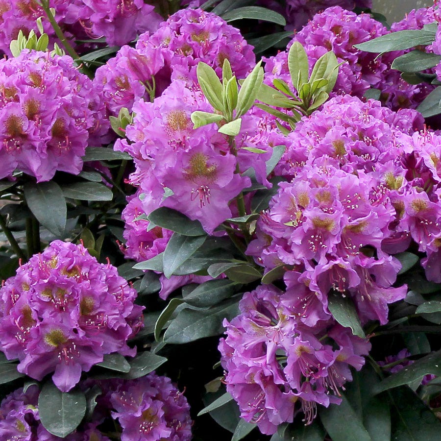 Rhododendron Dandy Man® Purple