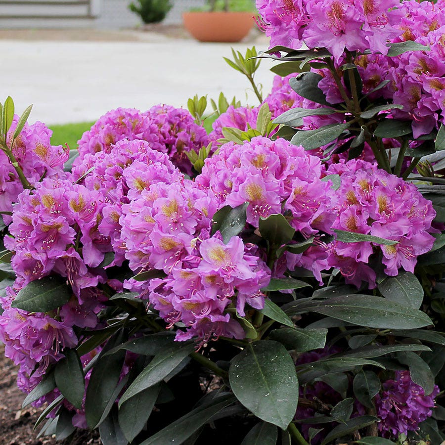Rhododendron Dandy Man® Purple