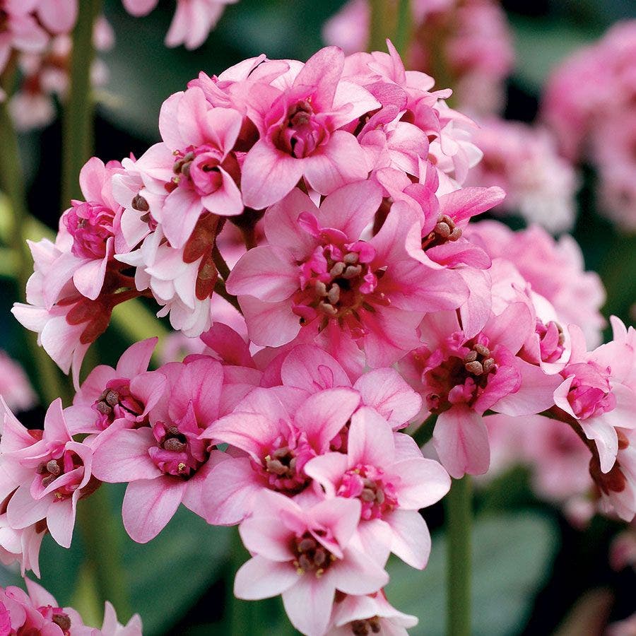 Dragonfly™ 'Sakura' Bergenia
