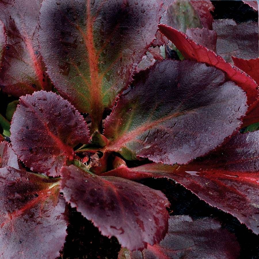Dragonfly™ 'Sakura' Bergenia