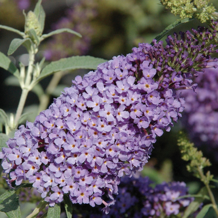 Buzz™ Sky Blue Butterfly Bush