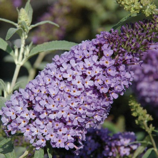 Buzz™ Sky Blue Butterfly Bush