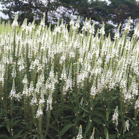 Veronica Magic Show® 'White Wands'
