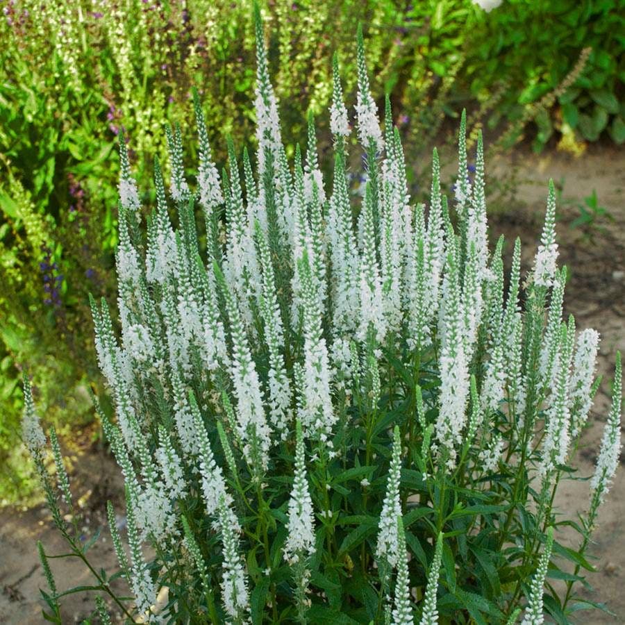 Veronica Magic Show® 'White Wands'