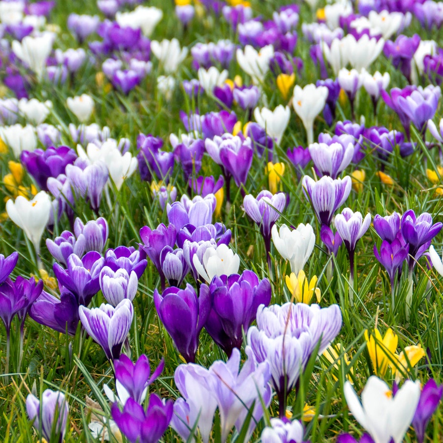 Delft Blue Blend Crocus Bulbs