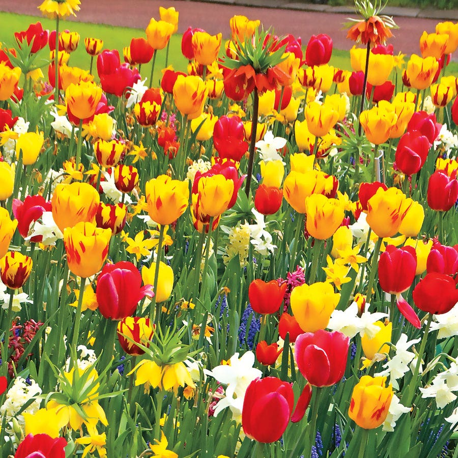 Sunbeam Mix Tulip and Daffodil Bulbs