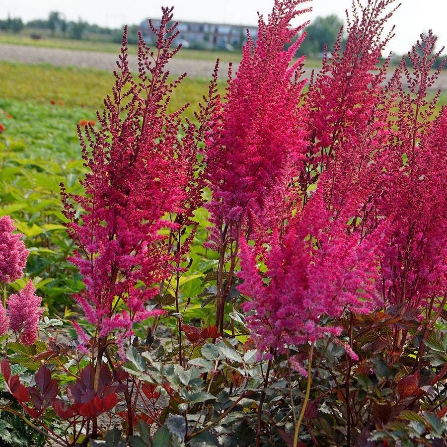 Astilbe Mighty® 'Chocolate Cherry'