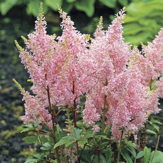 Astilbe Younique Salmon™