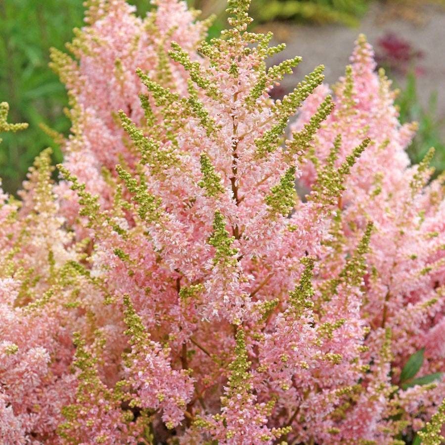 Astilbe Younique Salmon™