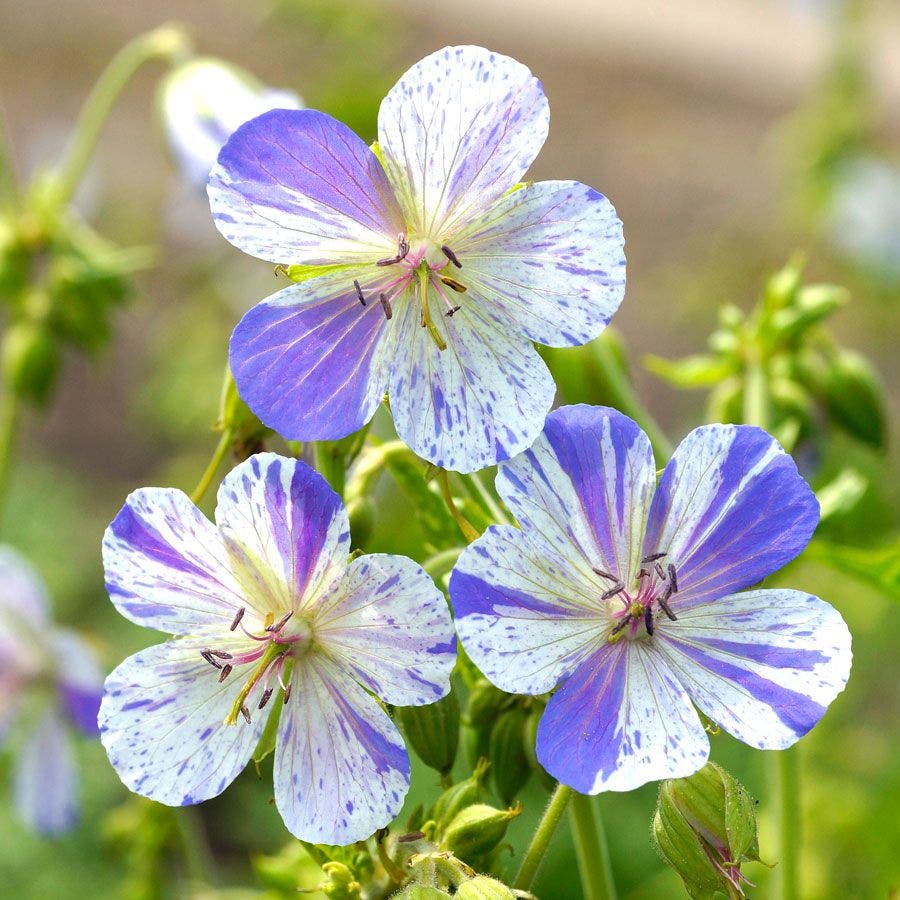 blue geranium seeds Geranium 'Delft Blue'