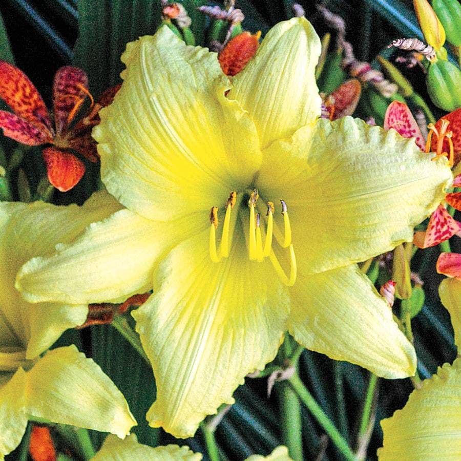 Big Time Happy Daylily