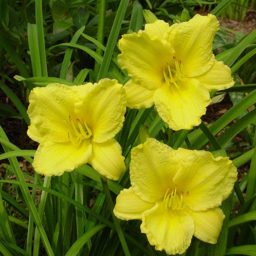 Big Time Happy Daylily