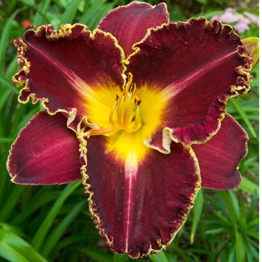 Hemerocallis Storm of the Century