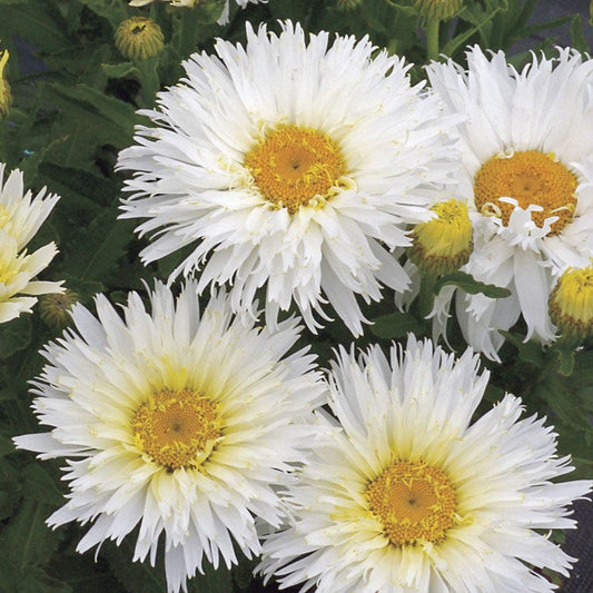 Leucanthemum 'Belgian Lace'