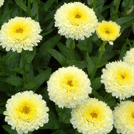 'Luna' Shasta Daisy