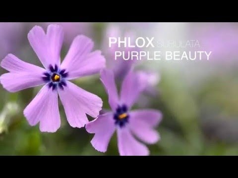 Purple Beauty Phlox