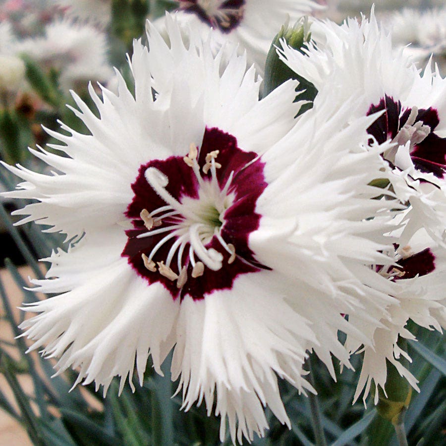 Dianthus Star Single™ Stargazer