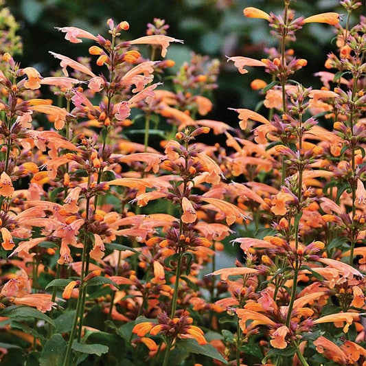 Agastache 'Mango Tango' Hyssop