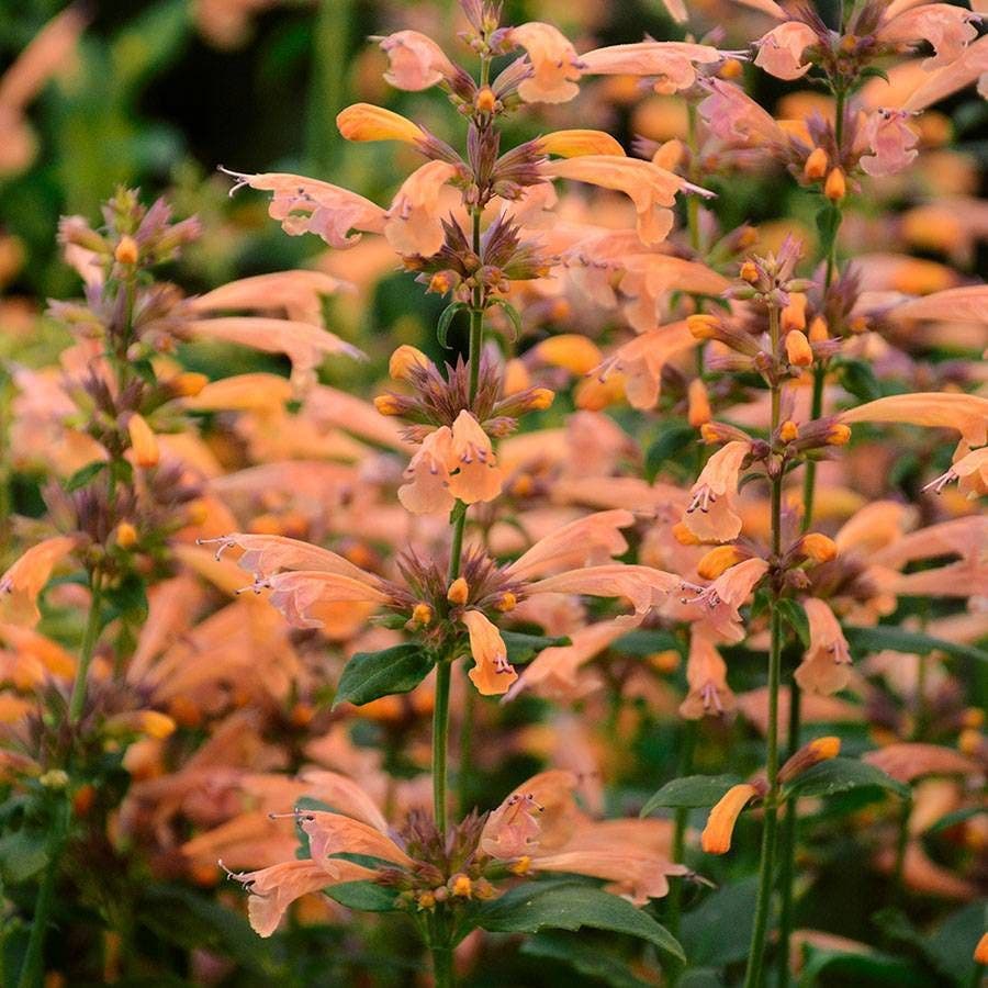 Agastache 'Mango Tango' Hyssop