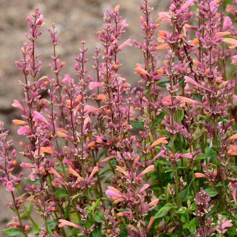 Agastache 'Mango Tango' Hyssop
