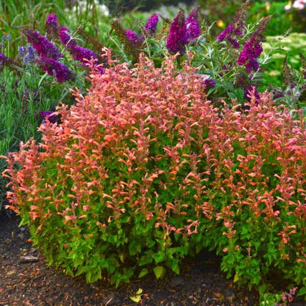 Agastache 'Mango Tango' Hyssop