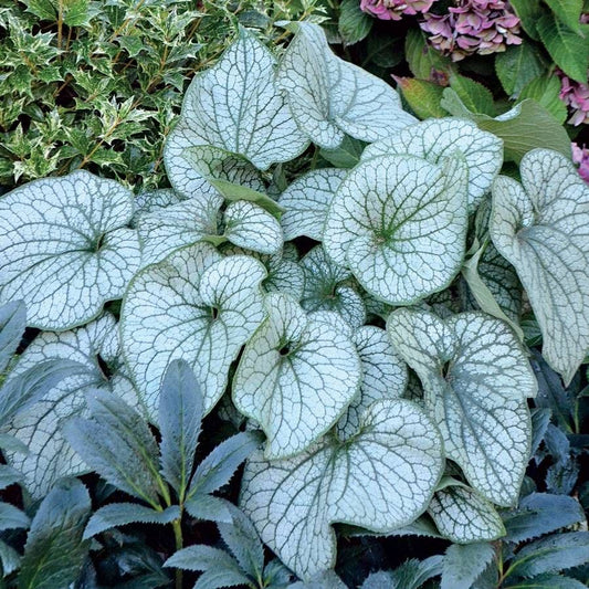 Brunnera 'Alexander's Great'