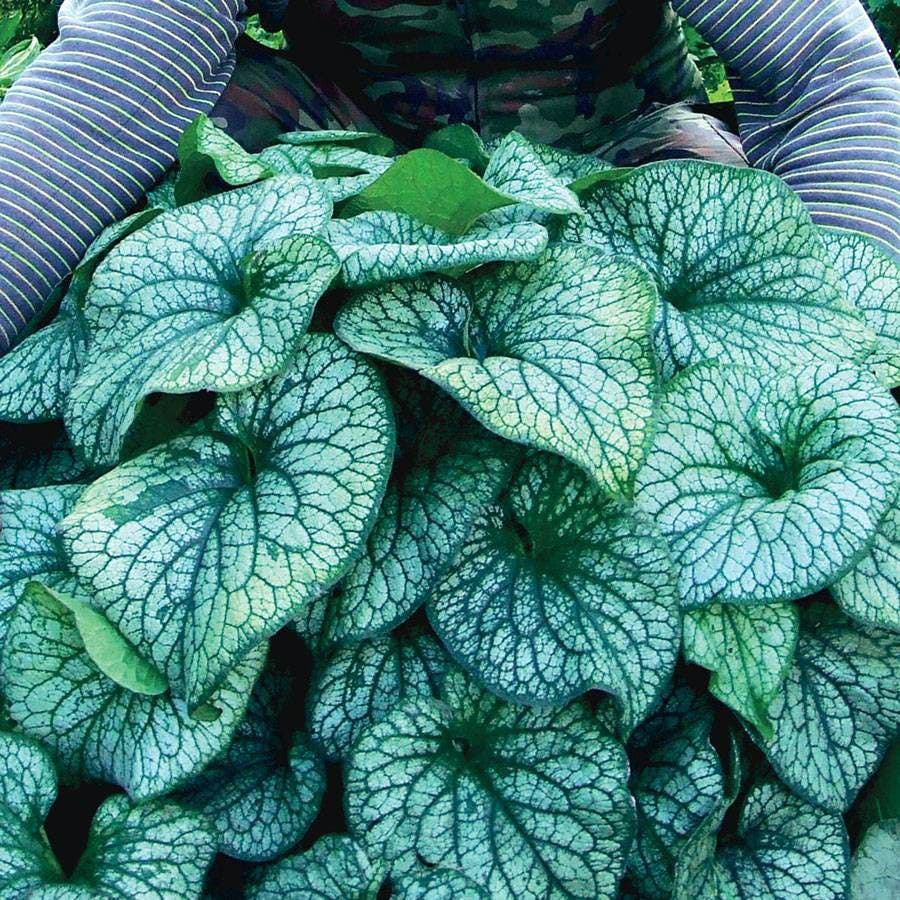 Brunnera 'Alexander's Great'