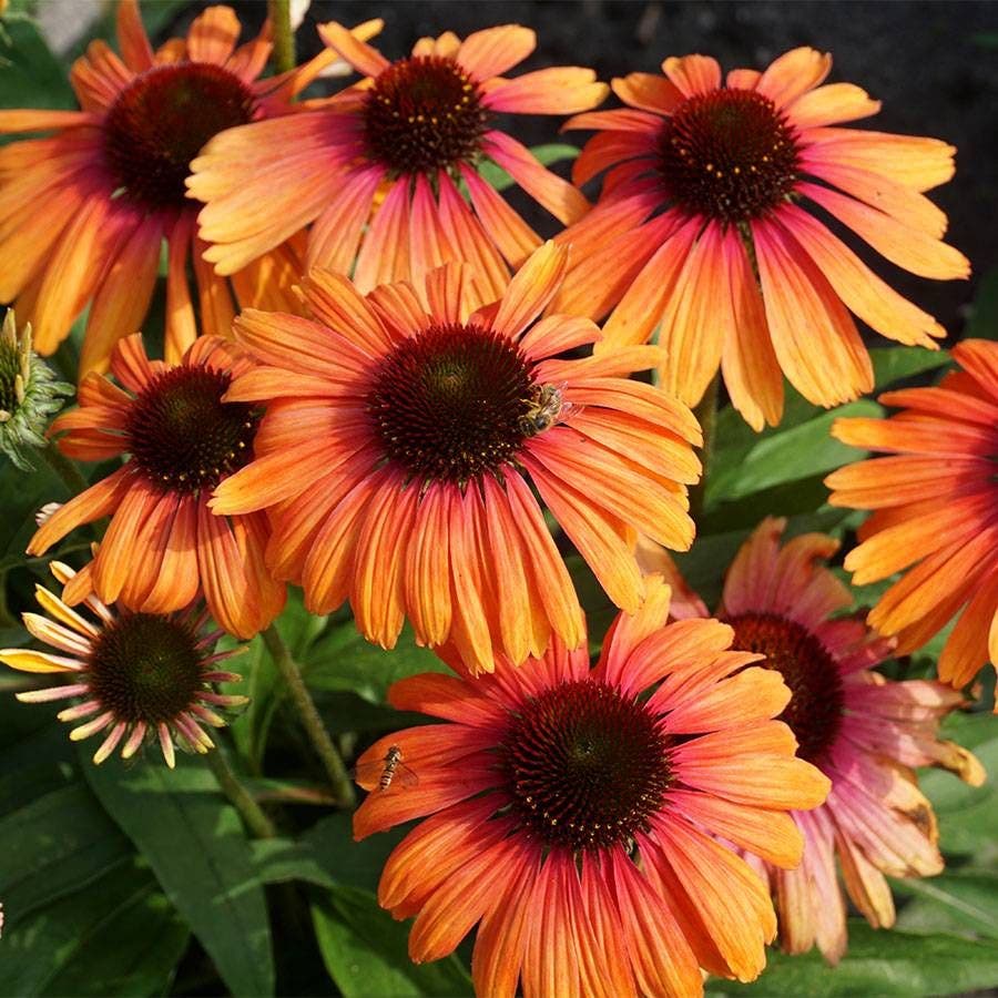 echinacea rainbow marcella seeds Echinacea Butterfly Rainbow Marcella Coneflower | 1-Quart | Dark Orange,Multi-Color,Dark Yellow,Lavender