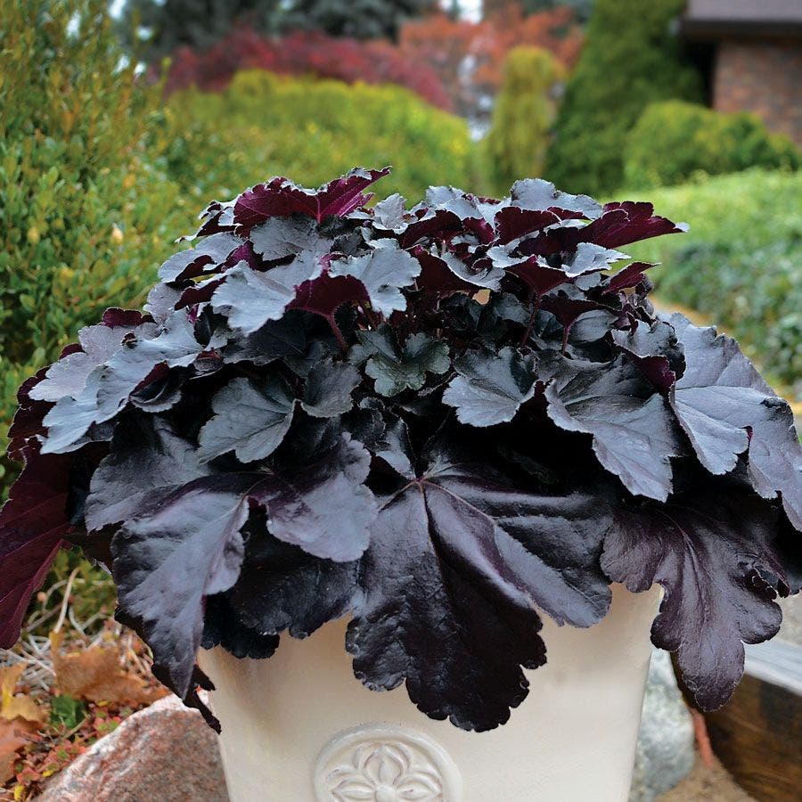 black pearl succulent Heuchera Primo™ 'Black Pearl' – Park Seed