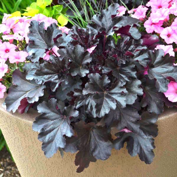 Primo™ Black Pearl Coral Bells