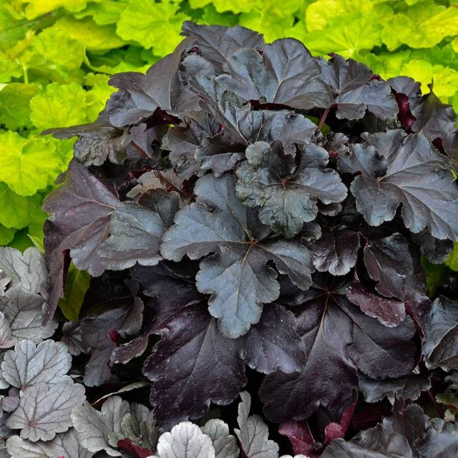 Primo™ Black Pearl Coral Bells