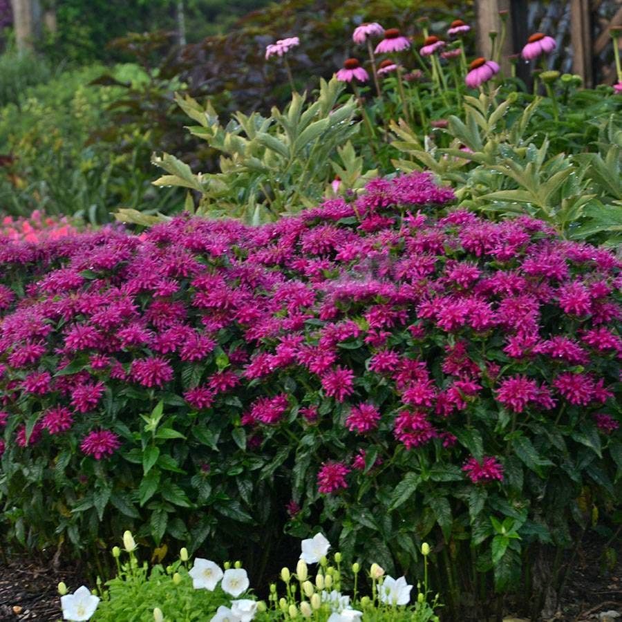 Sugar Buzz® 'Grape Gumball' Bee Balm