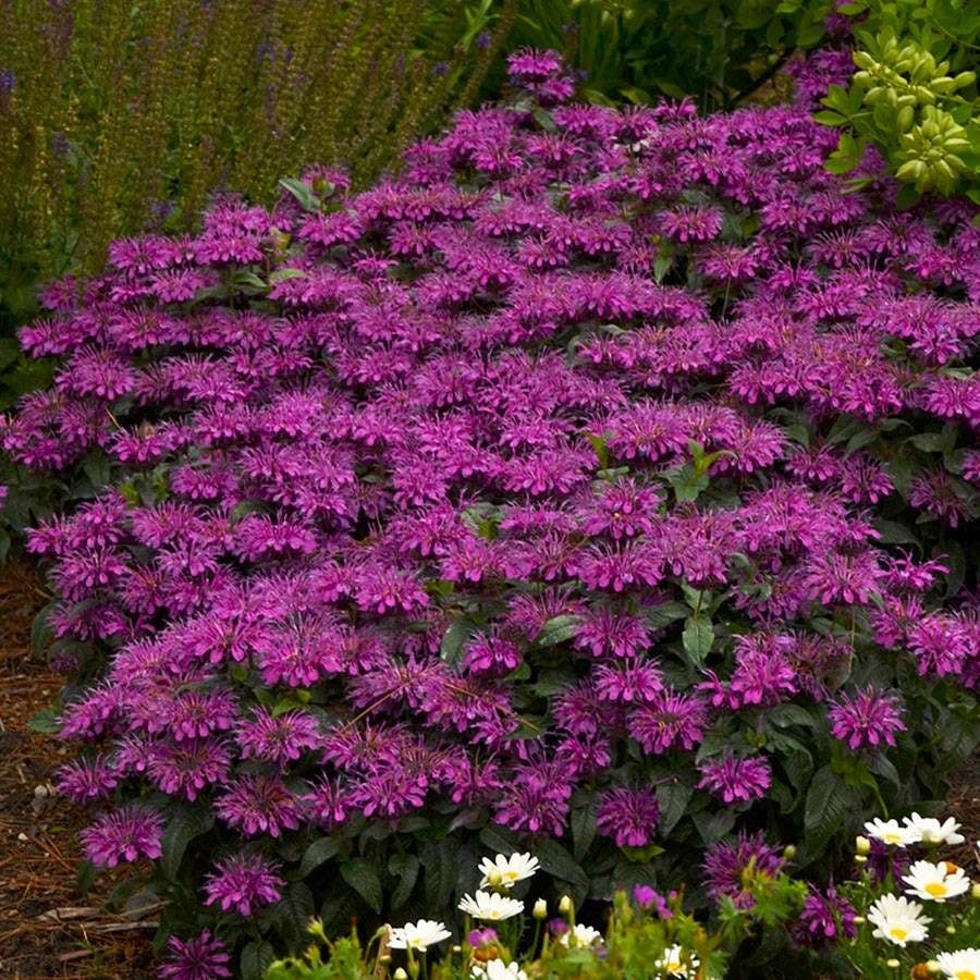 Sugar Buzz® 'Grape Gumball' Bee Balm