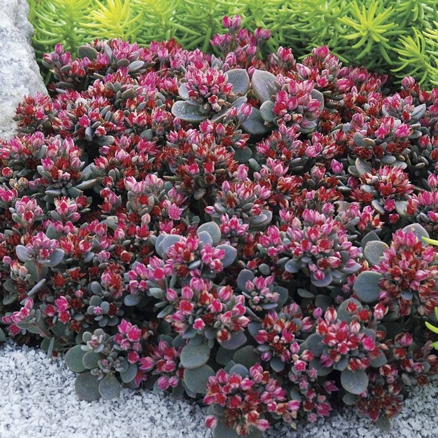 Sedum SunSparkler® 'Blue Elf' Stonecrop