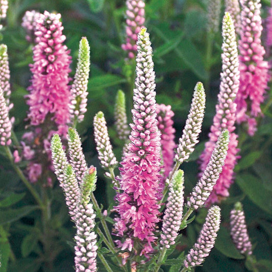 Veronica Magic Show® 'Pink Potion'