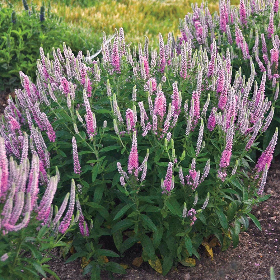 Veronica Magic Show® 'Pink Potion'
