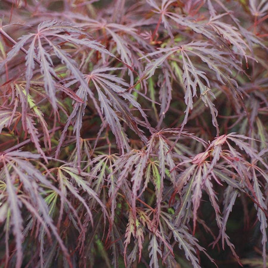 Acer palmatum 'Scarlet Princess'
