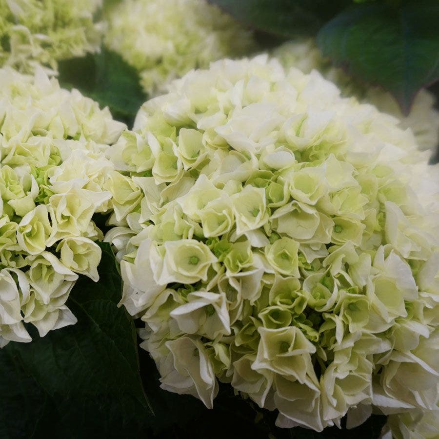 Hydrangea Everlasting® Bride Bigleaf Hydrangea