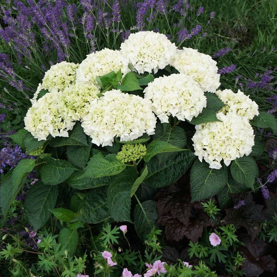 Hydrangea Everlasting® Bride Bigleaf Hydrangea