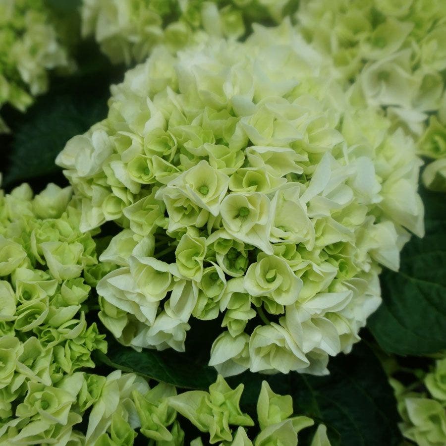 Hydrangea Everlasting® Bride Bigleaf Hydrangea
