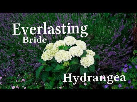 Hydrangea Everlasting® Bride Bigleaf Hydrangea