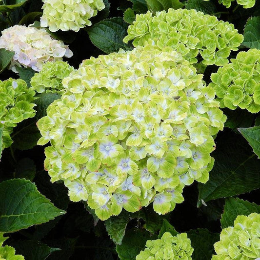 Everlasting Green Cloud Hydrangea