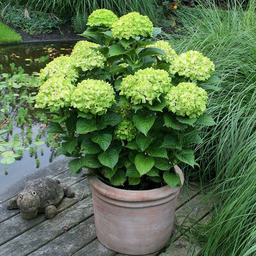Everlasting Green Cloud Hydrangea
