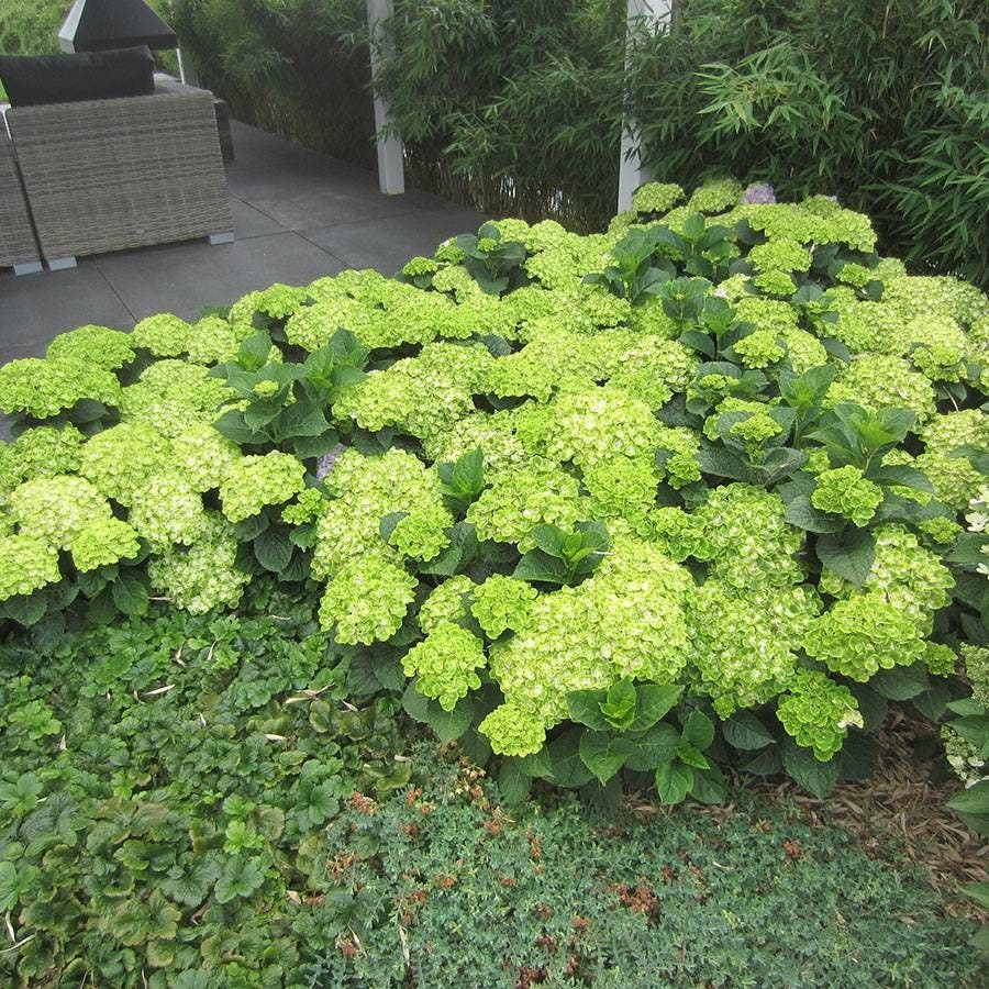 Everlasting Green Cloud Hydrangea