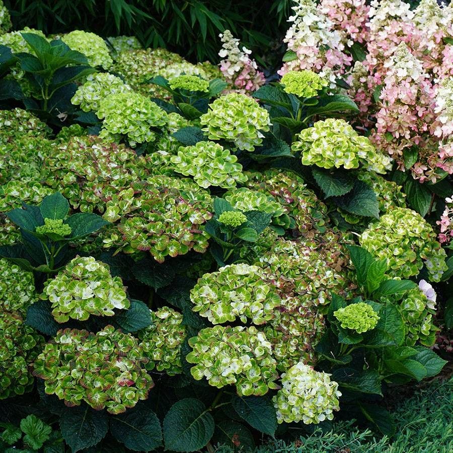 Everlasting Green Cloud Hydrangea