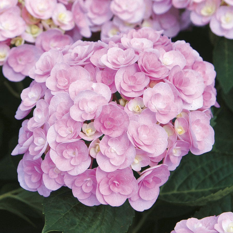 Hydrangea 'Love'