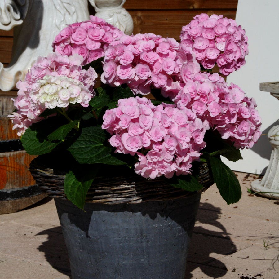 Hydrangea 'Love'